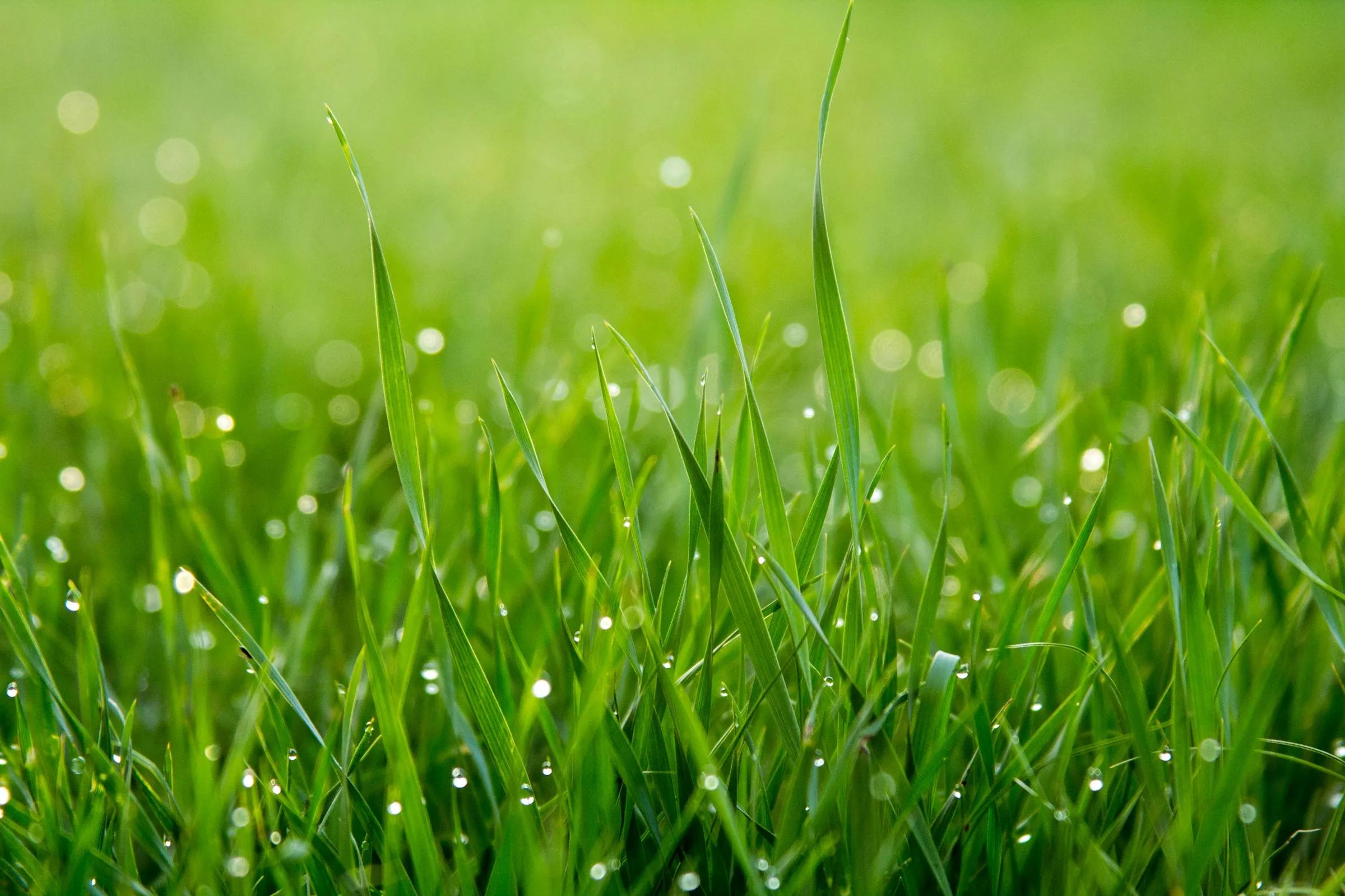 Grass & Mud