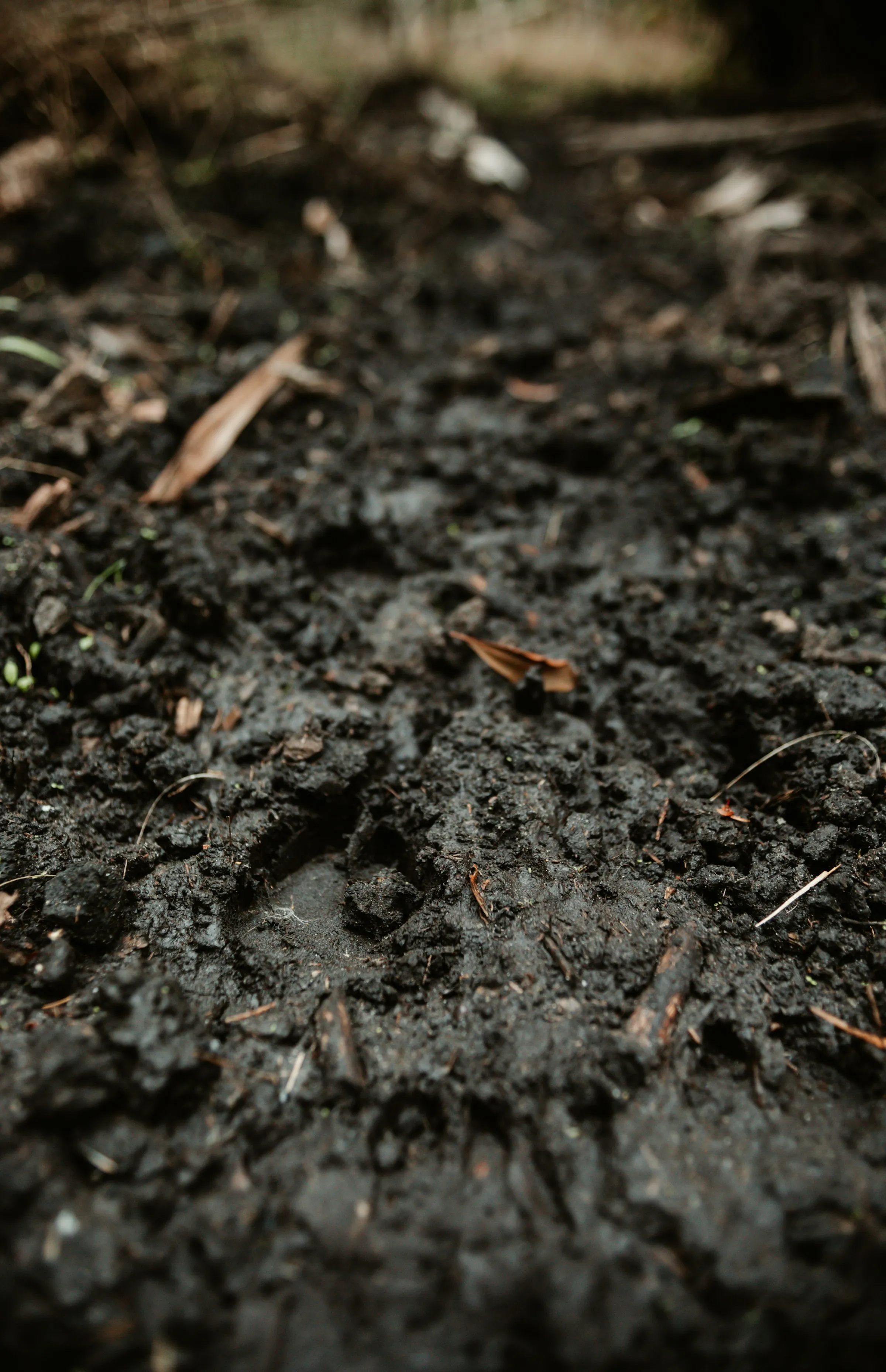 Mud & Dirt