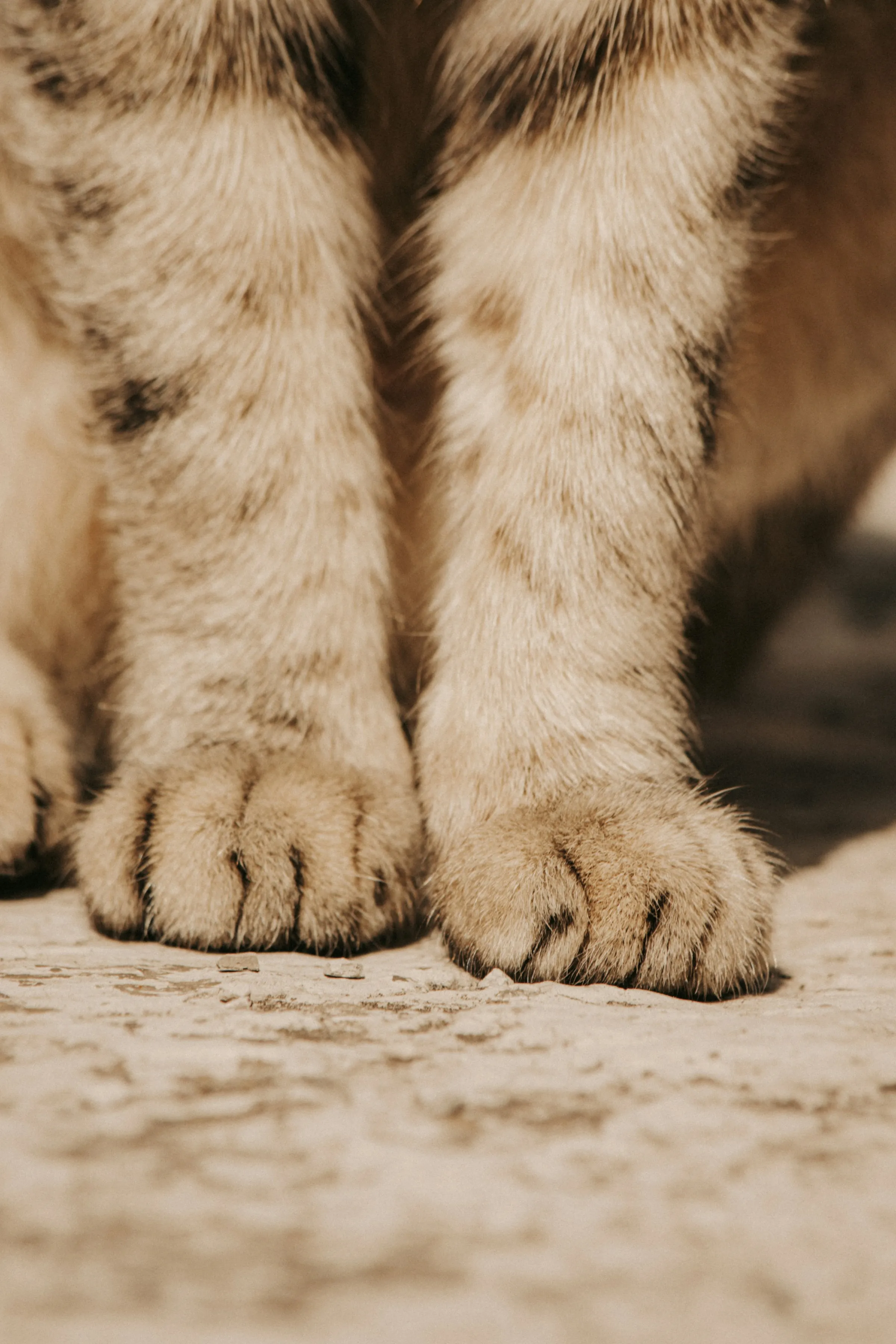Pet Stains & Odour