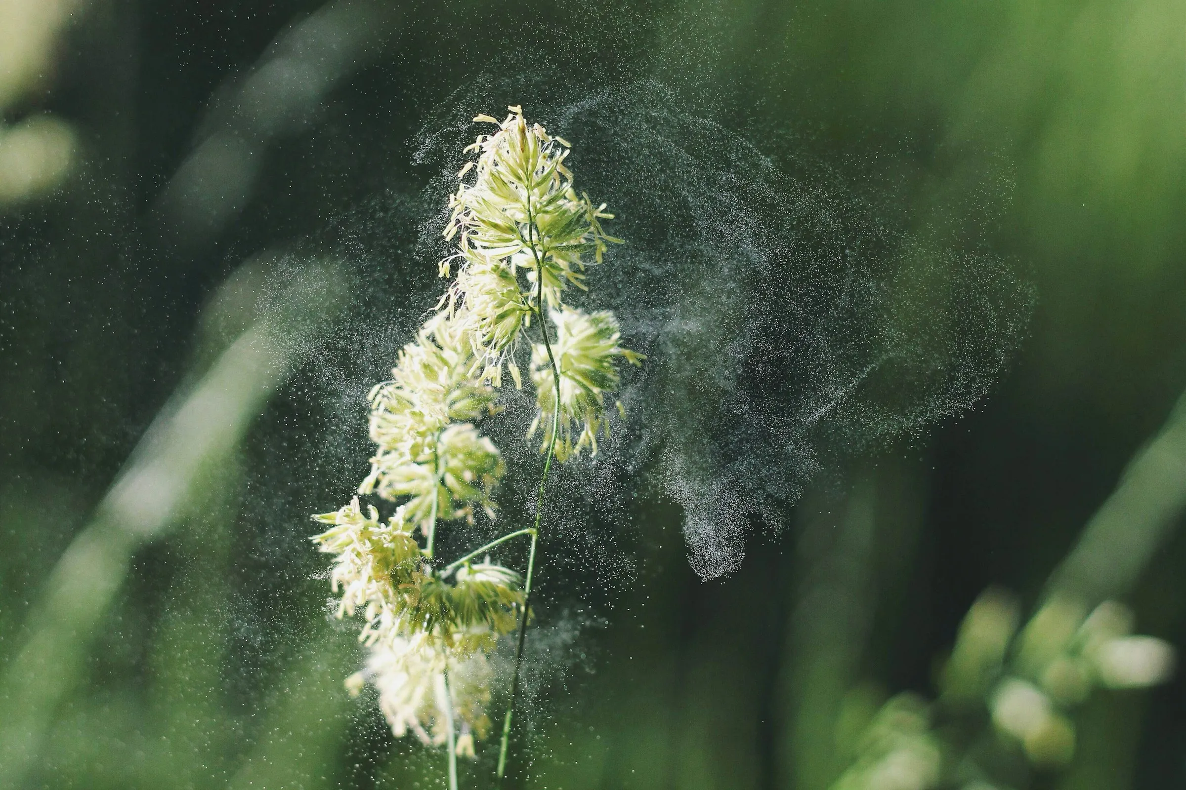 Dust & Allergen Buildup